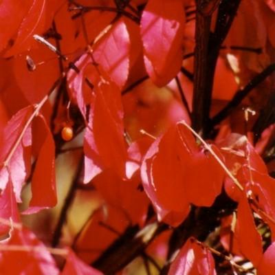 Bouton rouge