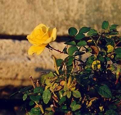 Jaune d'or
