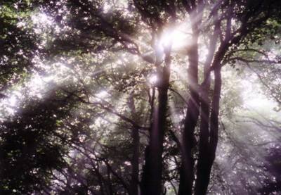 Transfiguration
