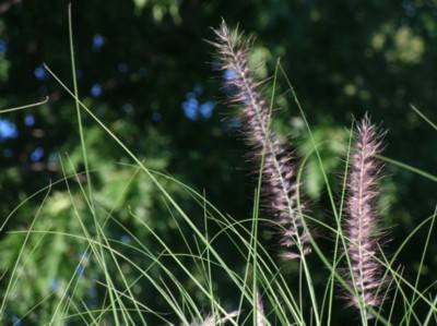 Duo des iles
