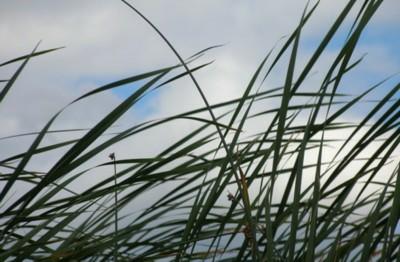 Hautes herbes
