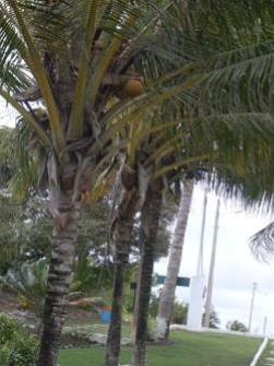 Coqueiros no caminho para a Praia de Guaratiba