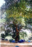 Click to see big picture (260x380 pixels; 55 KB)