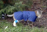 Bhajee in coat