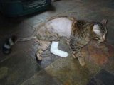 Bhajee After Accident