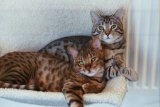 Soomi and Bhajee