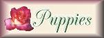 Puppys