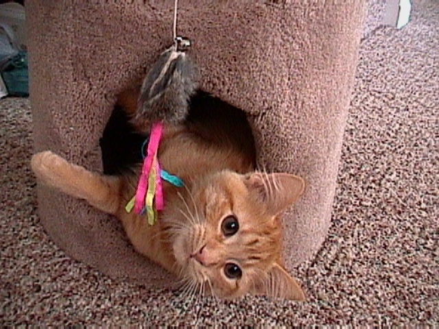  Simba - being Frisky... 