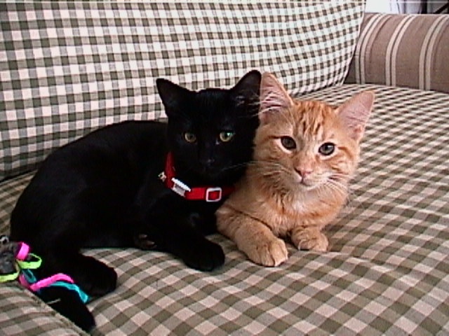  Simba & Jackie - together 