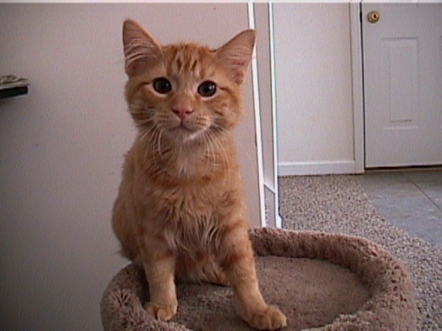  Simba - The Lion King 
