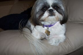 Abbey (Del and Judi's Pooch)