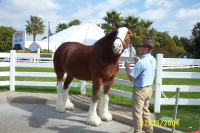 Seaworld Budweiser 