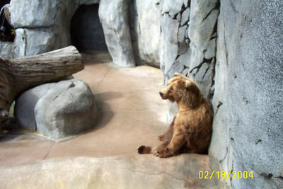 San Diego Zoo-Grizzly Bear
