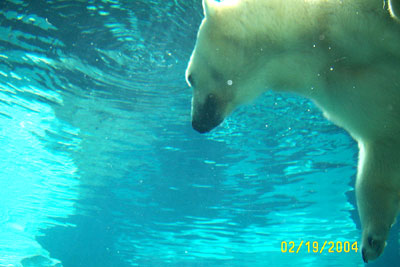Seaworld Polar Bear exhibit