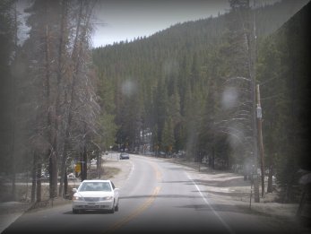 Who says Colorado doesn't have trees?