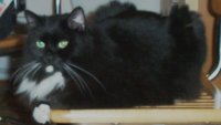 Dan and Chantelle's Cat 