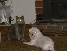 Albert and Isabella - Heather's family pets