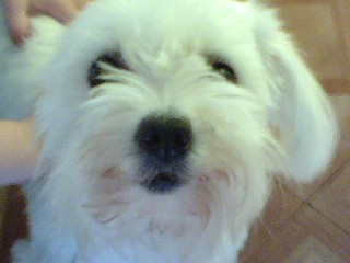Isabella, Heather's family pet
