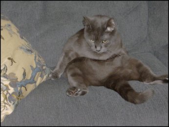 Isabelle, Caroline's Cat
