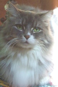 Lucky (Now at home with Bonnie Brown-Parrish)