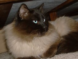 Mr. Minkie is about four years old-we adopted him from a lady who said she found him under her house, abandoned.