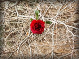 Red Rose Stranded in the Bramble 2009