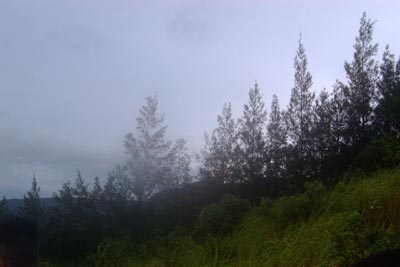 coniferousterrain.jpg (13521 bytes)