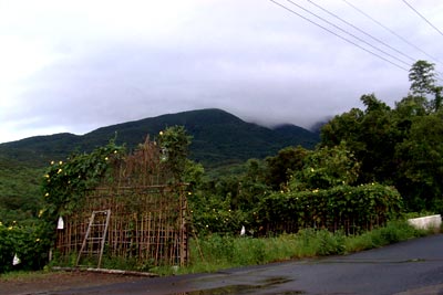 countryroadside.jpg (21618 bytes)