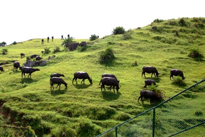morninggraze.jpg (29986 bytes)