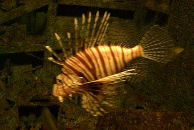 mrfins.jpg (21543 bytes)