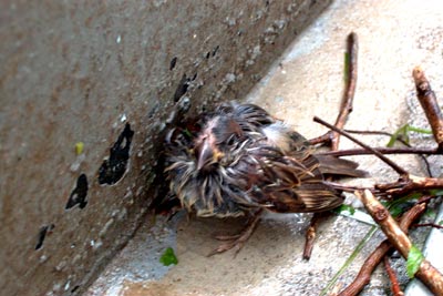 survival.jpg (28705 bytes)