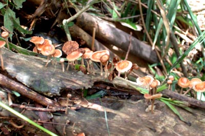 toadstoolsfallin.jpg (32879 bytes)