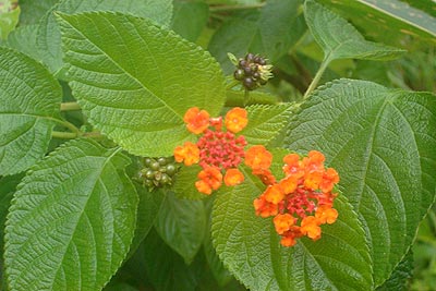 wildflowers.jpg (29591 bytes)