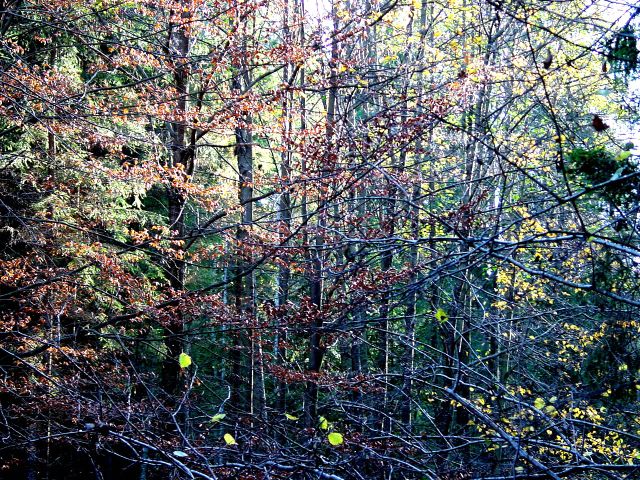 dsc01690.jpg