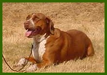 4-H dog Ginger at the Stanwood Fair '03