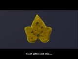 leaf droplets