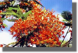 THE NATIONAL FLOWER is the poinciana or flamboyant, named after Monsieur de Poincy, the first French Governor of St. Kitts, who is said to have introduced it to the region. Its scientific name is Delonix Regia and it is said to have originated in Madagascar. The flamboyant is one of the most striking trees of the tropics, with its umbrella-shaped crown and its compound deciduous leaves, and red and yellow scalloped flowers followed by long, black seedpods. It blooms from May to August.