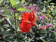 Flora of Nevis