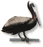 THE NATIONAL BIRD is the brown pelican, Pelecanus Occidentalis. In its youth, it is brown on the head, neck and upper parts of the body, and mostly white below. As it matures, the majority of the body becomes dark brown while the upper part of the head turns white. During the postnuptial molt the adult's neck turns white. The neck and head are not extended during flight. Brown pelicans are sometimes solitary feeders but may also be found in small flocks as they feed on schools of fish near the surface of the sea. They can be found throughout the West Indies and in the sub-tropic regions of the Americas. They nest in colonies along the coast in low trees and in bushes.