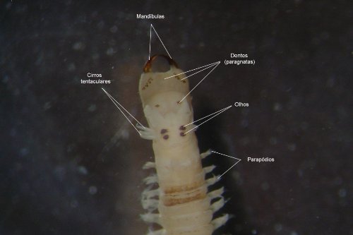 Nereididae reg anterior
