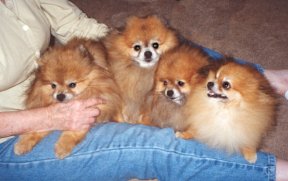 Smudgy; Ch. PPP GwinMystic Moon Rocket; PPP Chip Off The Ole Rock; PPP New Years Firecracker