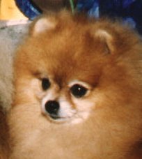 Ch. Chestara's Sheschiefly Tinker