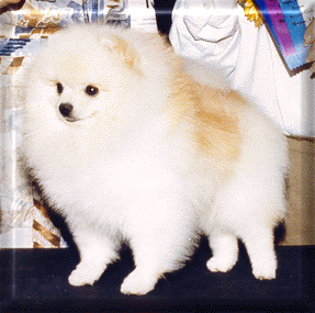 Ch. PPP Amber's Threza Lucky Charm