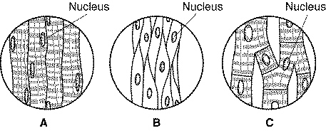 human_bio_final_files/i0160000.jpg
