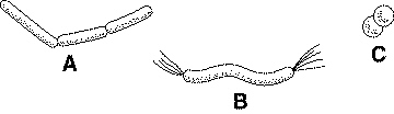 quiz_19_files/i0040000.jpg