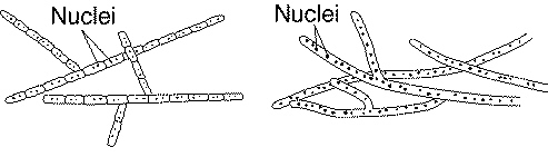 quiz_21_files/i0070000.jpg