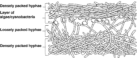quiz_21_files/i0240000.jpg