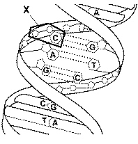 quiz_chapter_12_files/i0240000.jpg