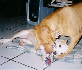 Play Time