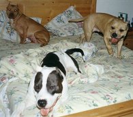 The family dog bed